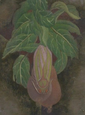 Pitcher-plant (1936)
