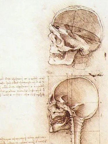 Studies of Human Skull – Leonardo da Vinci