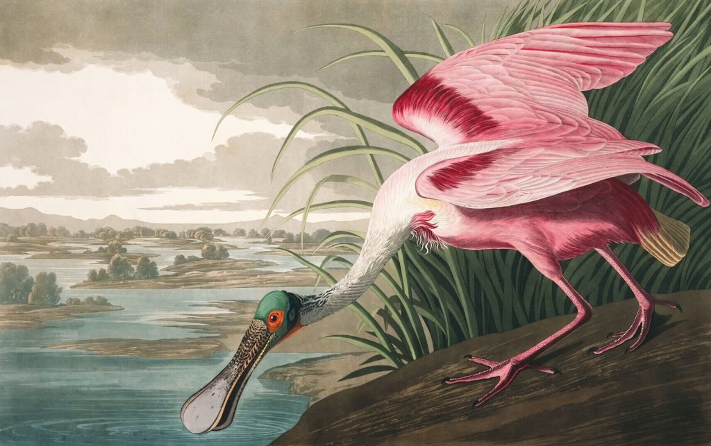 Roseate Spoonbill – John James Audubon