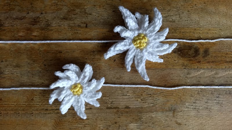 Edelweiss Flower pattern